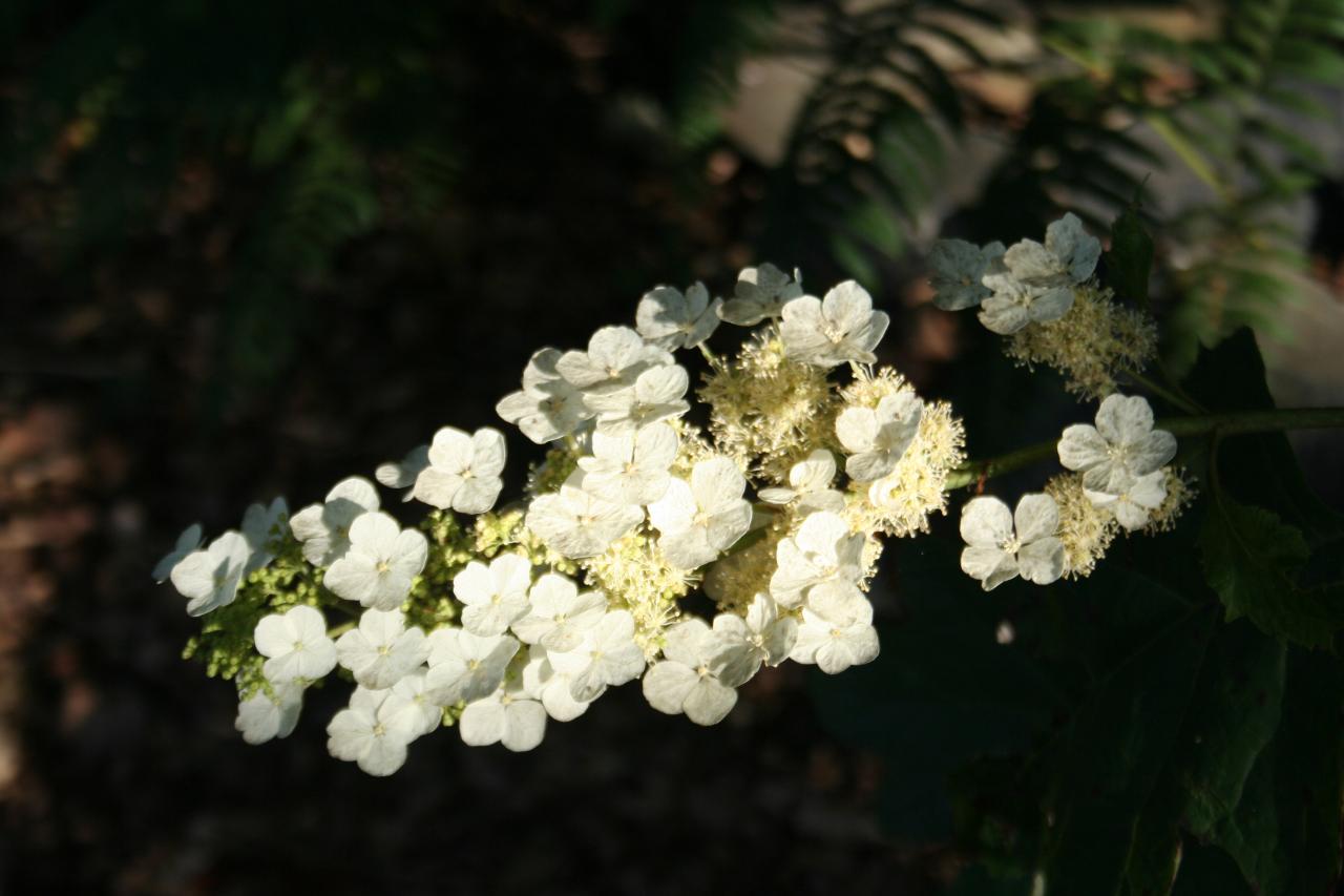 Hydrangea quercifolia 'Alice'-3-