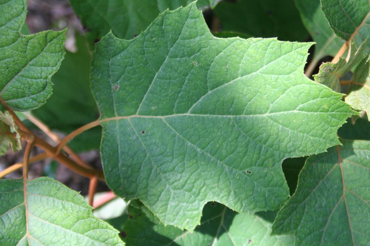 Hydrangea quercifolia 'Alice'