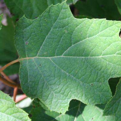 Hydrangea quercifolia 'Alice'