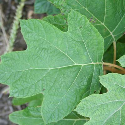 Hydrangea quercifolia 'Alison'-2-