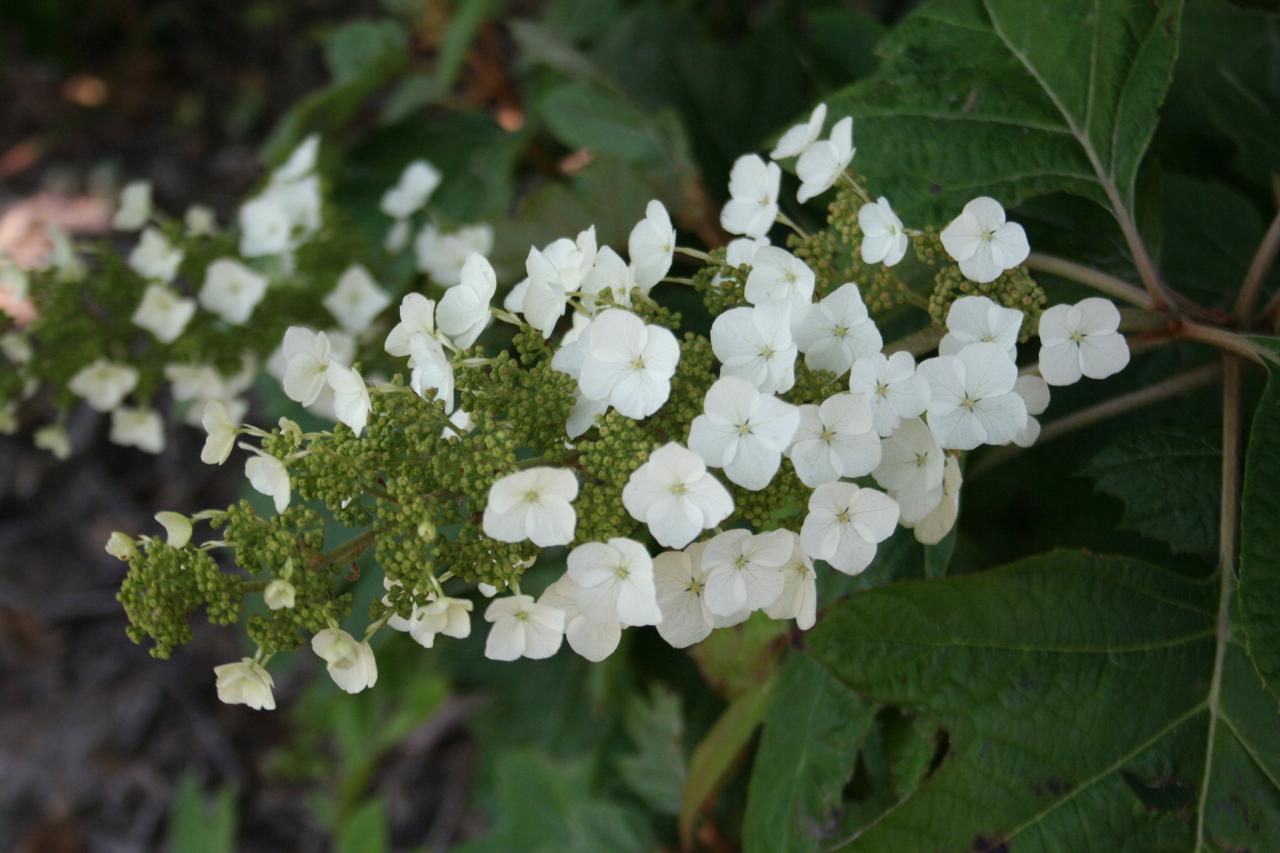 Hydrangea quercifolia 'Alison'-3-