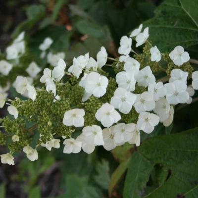 Hydrangea quercifolia 'Alison'-3-