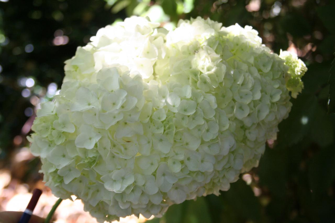 Hydrangea quercifolia 'Harmony'-4-