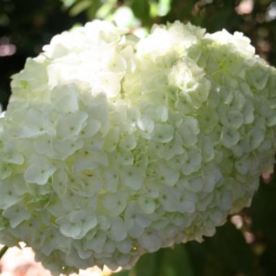 Hydrangea quercifolia 'Harmony'-4-