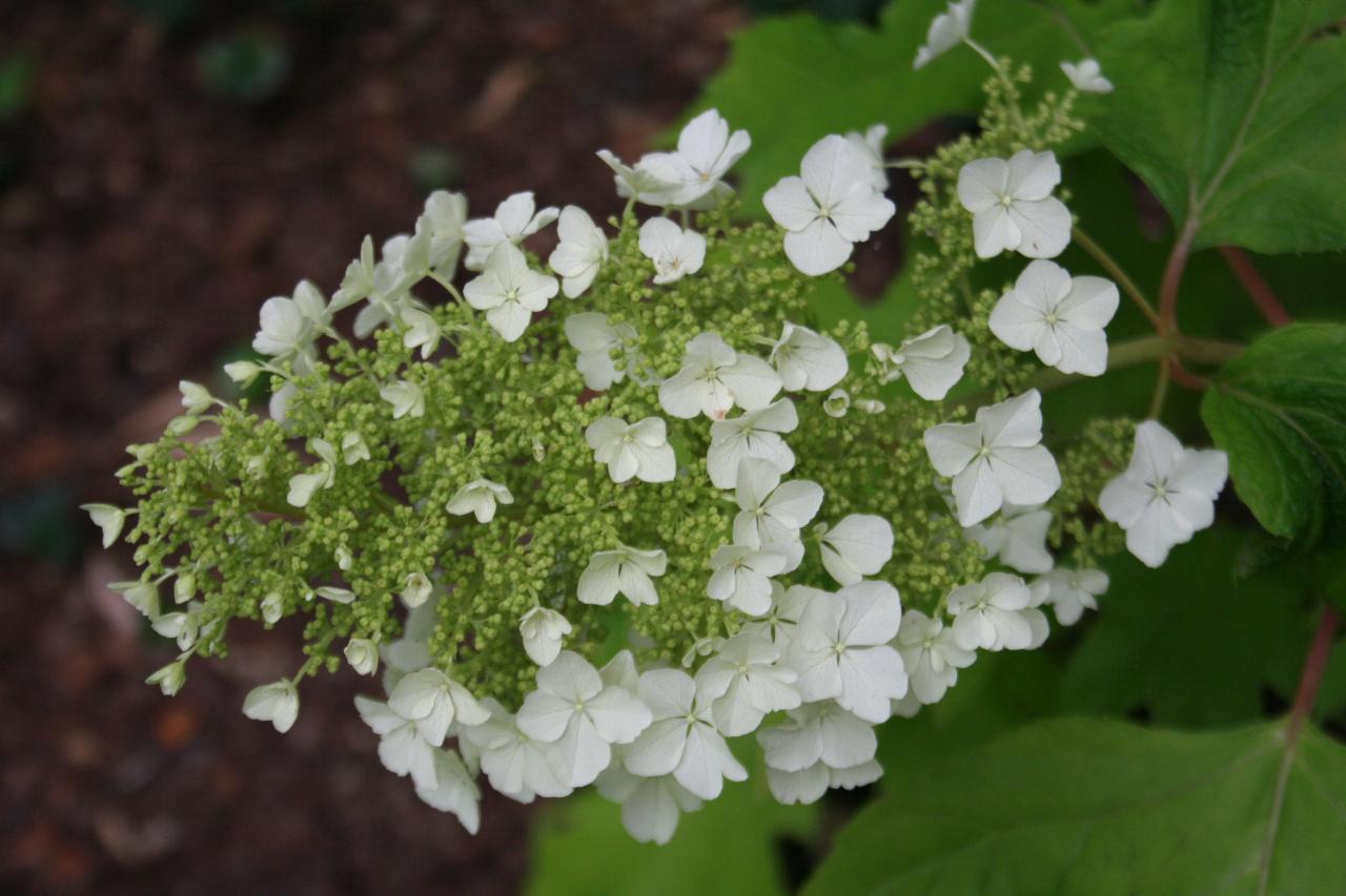 Hydrangea quercifolia 'Little Honey'-4-