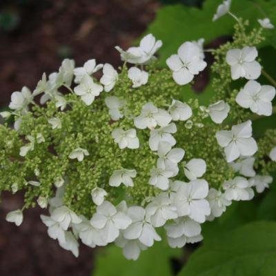 Hydrangea quercifolia 'Little Honey'-4-