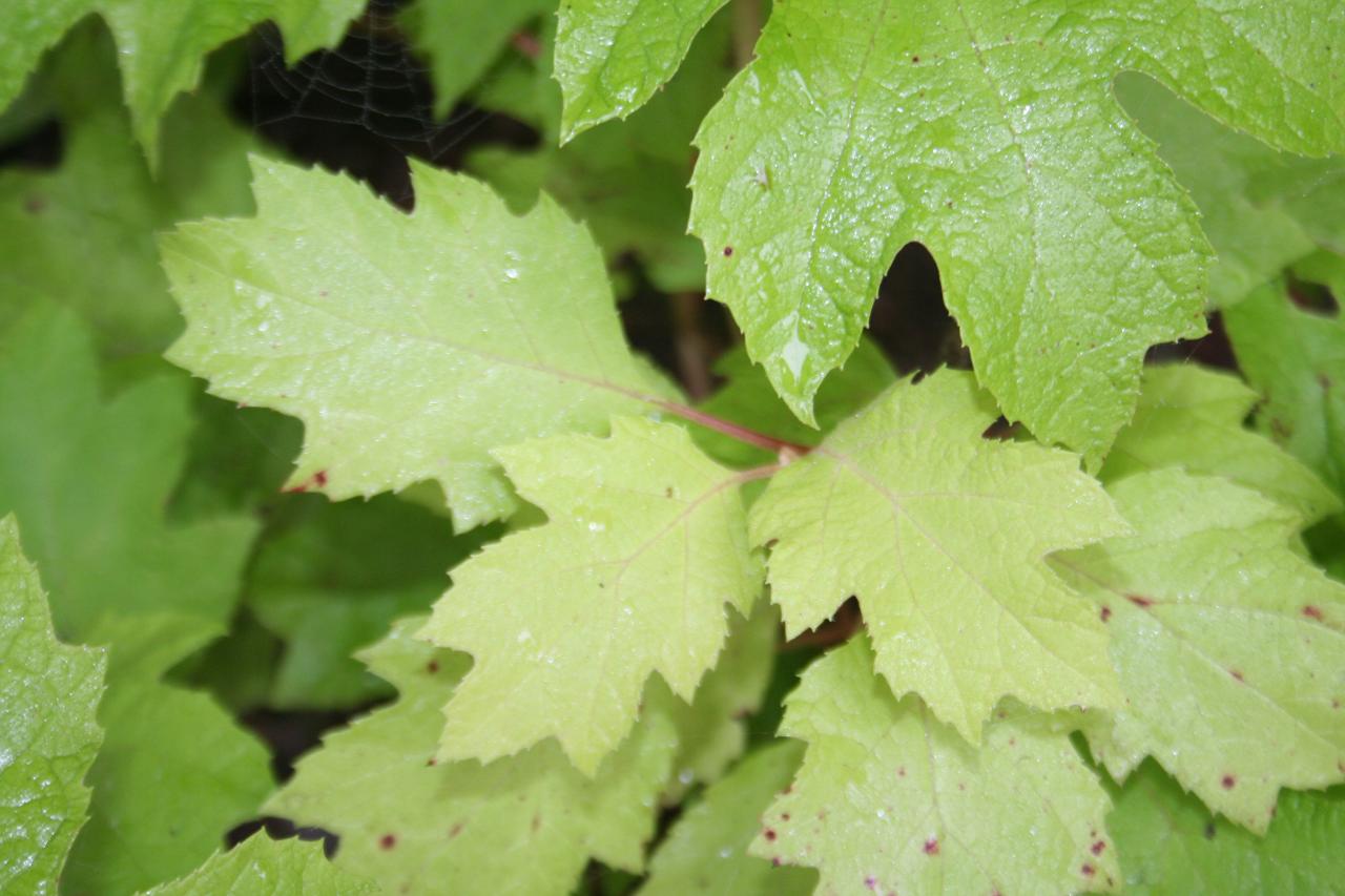 Hydrangea quercifolia 'Little Honey'-9-