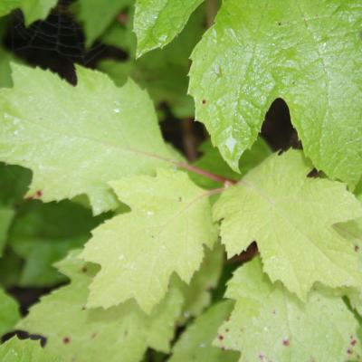 Hydrangea quercifolia 'Little Honey'-9-
