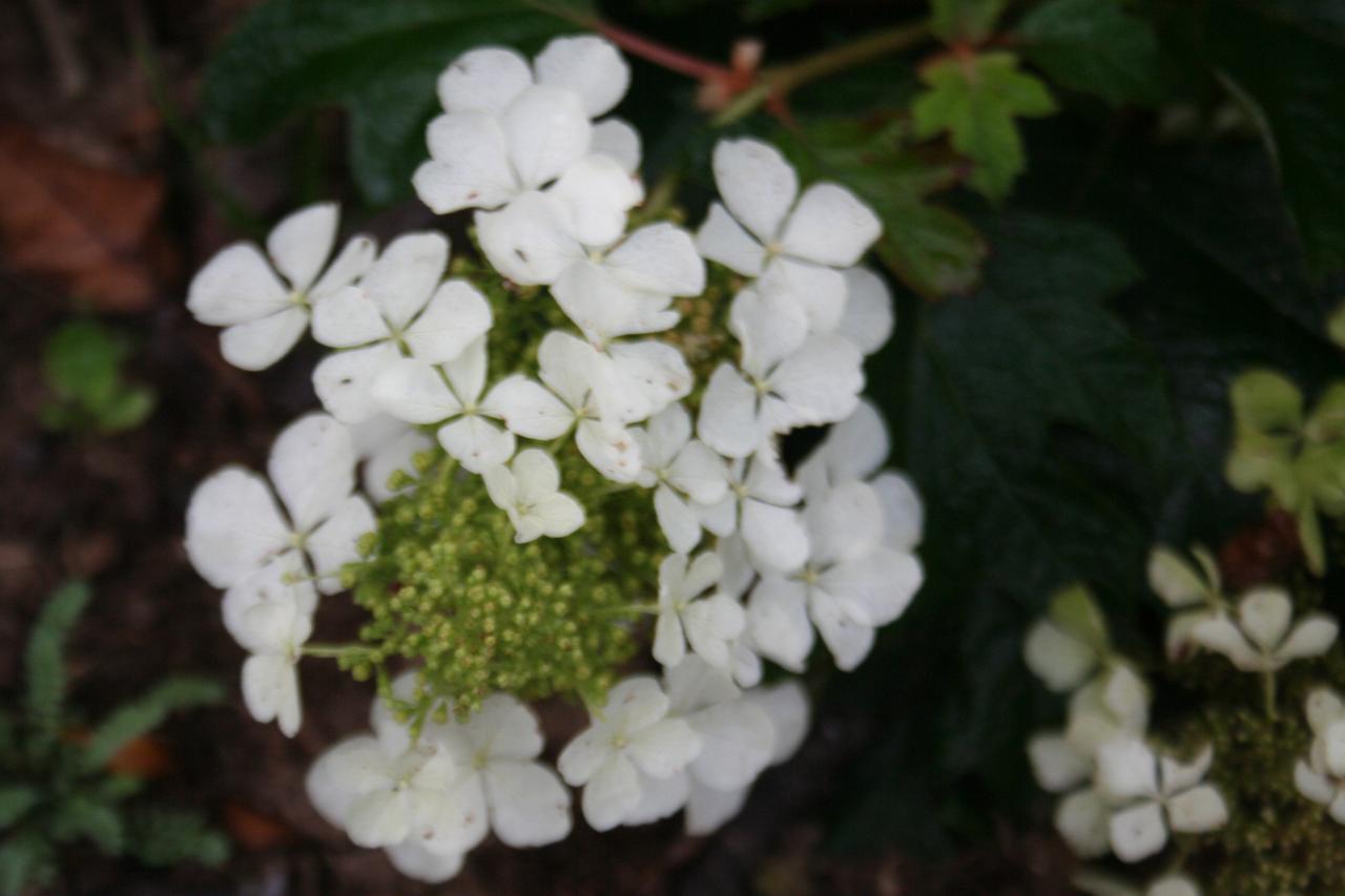 Hydrangea quercifolia 'Pee-Wee'-3-