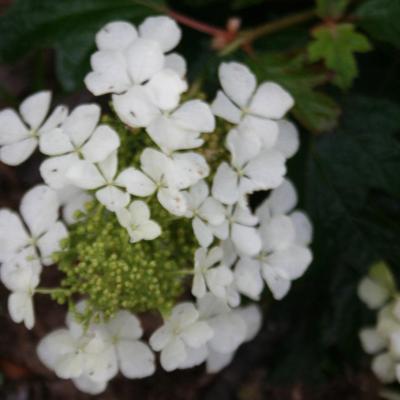 Hydrangea quercifolia 'Pee-Wee'-3-