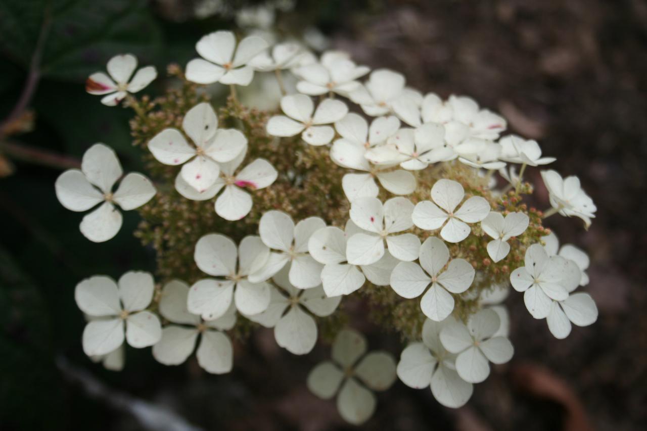 Hydrangea quercifolia 'Pee-Wee'-7-