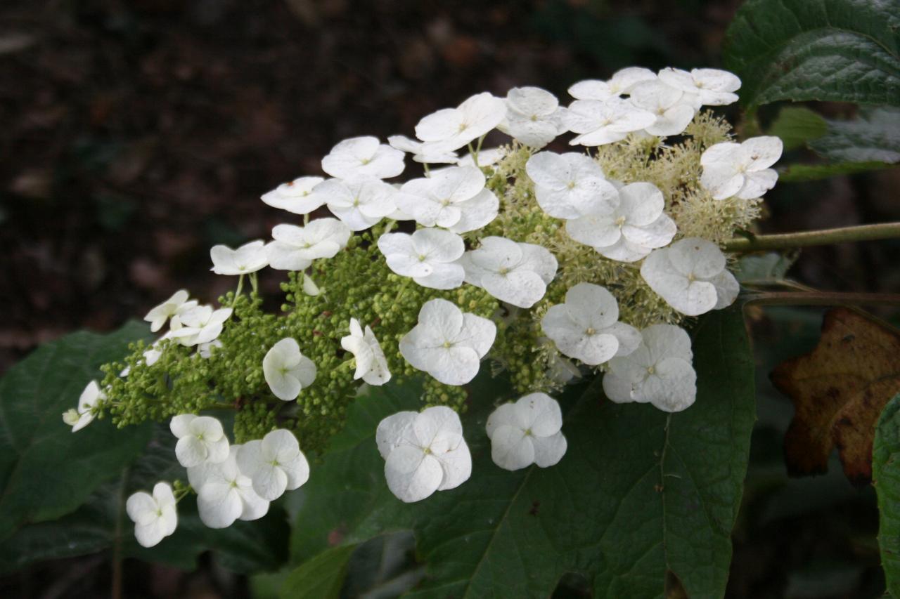 Hydrangea quercifolia 'Sike's Dwarf'-3-