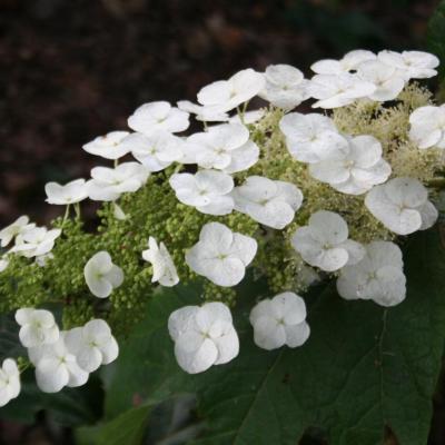 Hydrangea quercifolia 'Sike's Dwarf'-3-