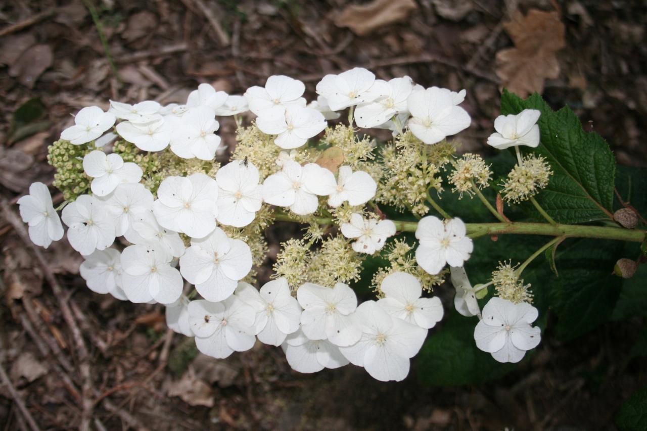 Hydrangea quercifolia SNOW QUEEN 'Flemygea' ®-10-