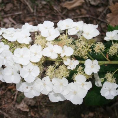 Hydrangea quercifolia SNOW QUEEN 'Flemygea' ®-10-