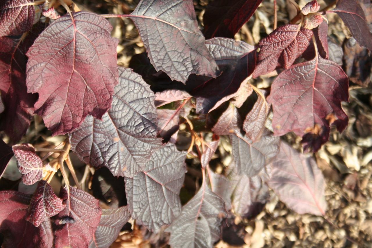 Hydrangea quercifolia SNOWFLAKE 'Brido'®-4-