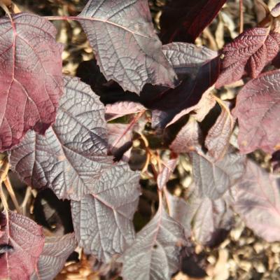 Hydrangea quercifolia SNOWFLAKE 'Brido'®-4-