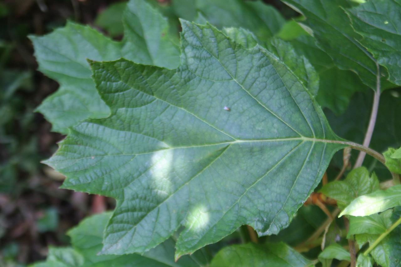 Hydrangea quercifolia SNOWFLAKE 'Brido'®-5-
