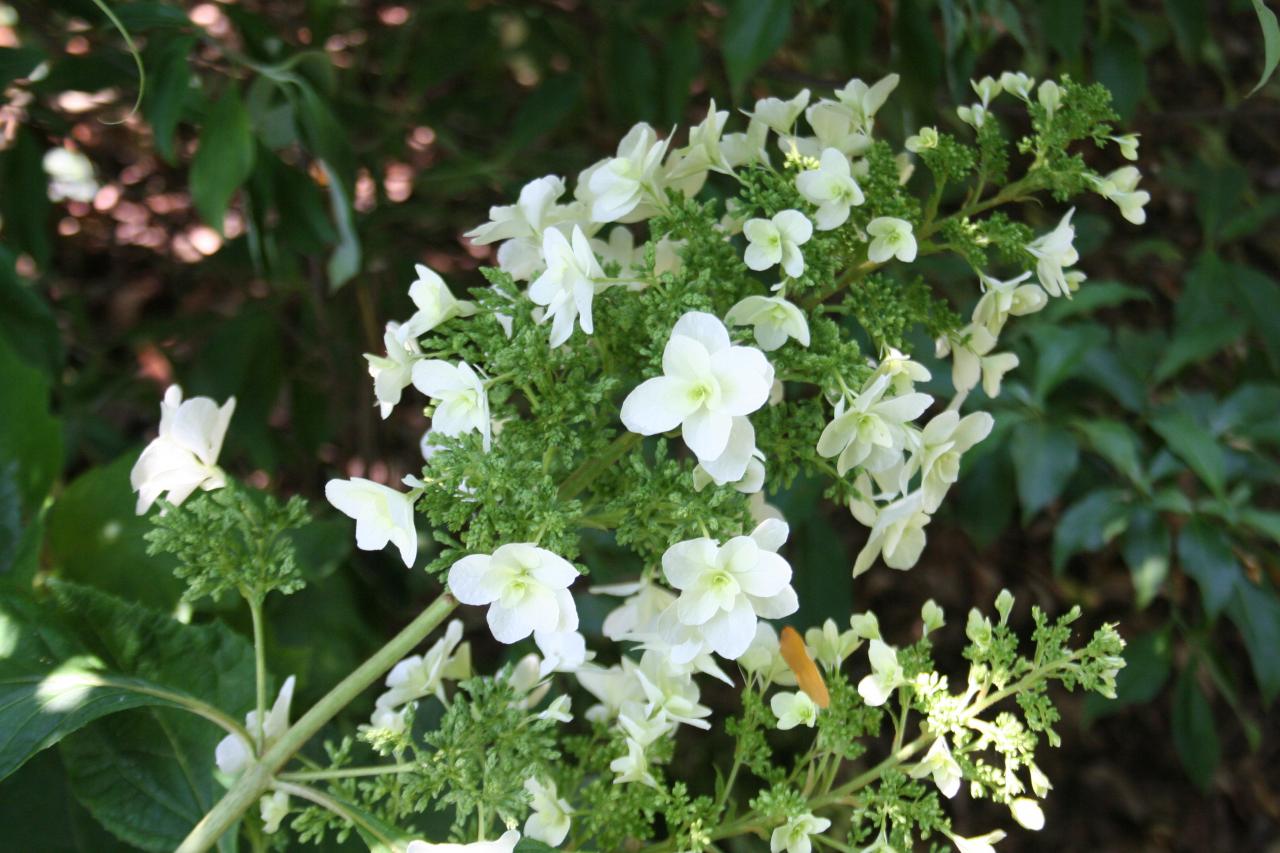 Hydrangea quercifolia SNOWFLAKE 'Brido'®-6-