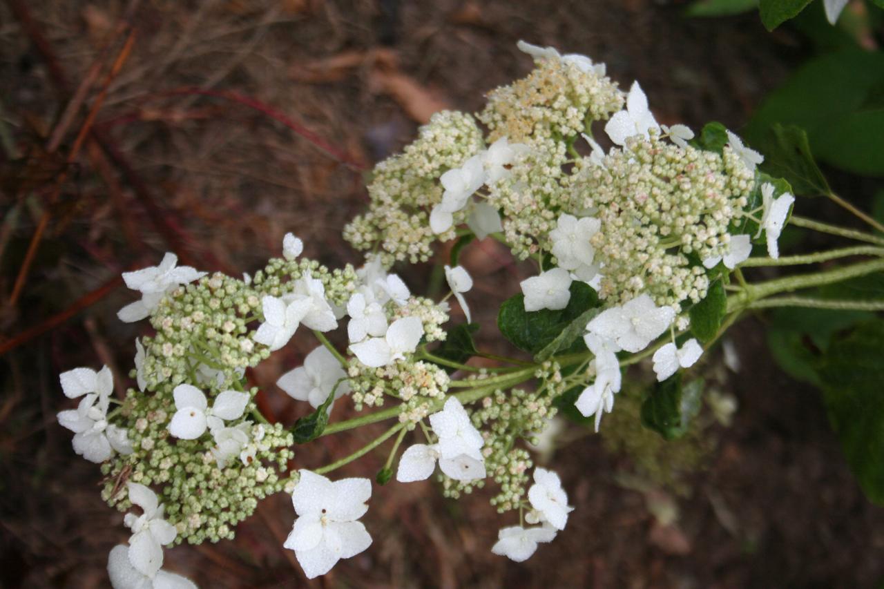 Hydrangea radiata-3-