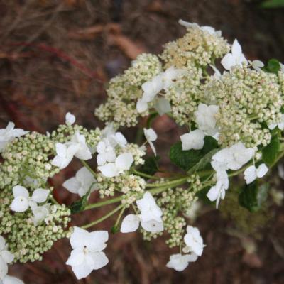 Hydrangea radiata-3-