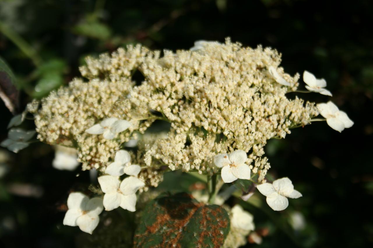 Hydrangea radiata-6-