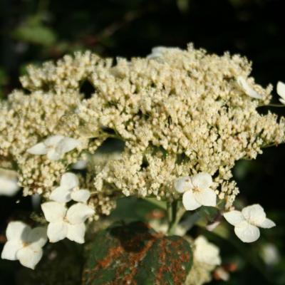 Hydrangea radiata-6-