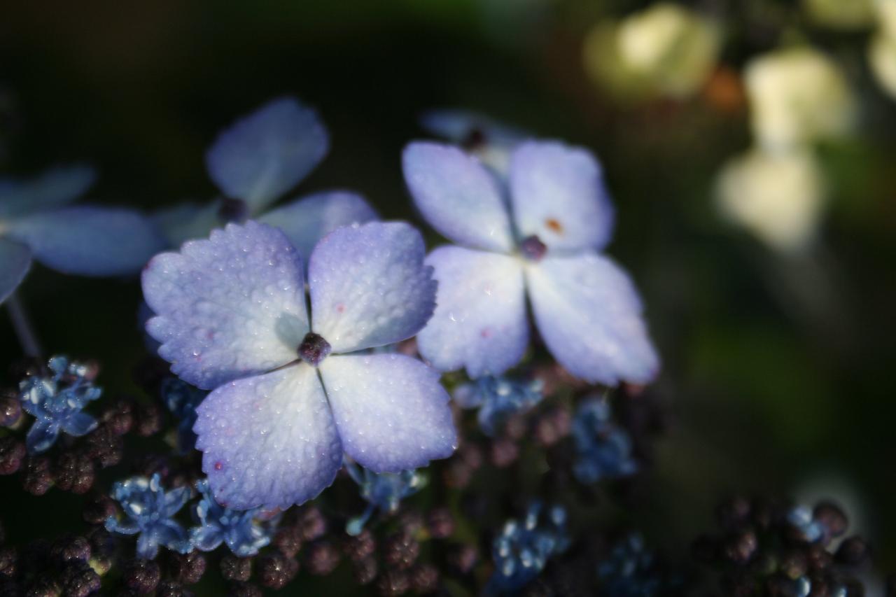 Hydrangea serrata 'Aka-bana-yama'-4-