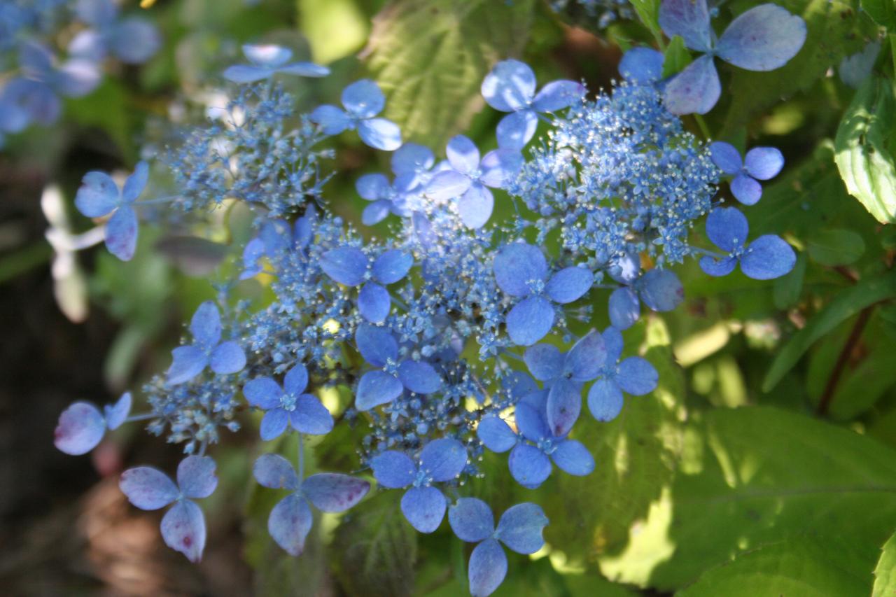 Hydrangea serrata 'Andromede'-3-