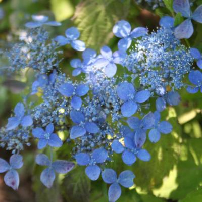 Hydrangea serrata 'Andromede'-3-