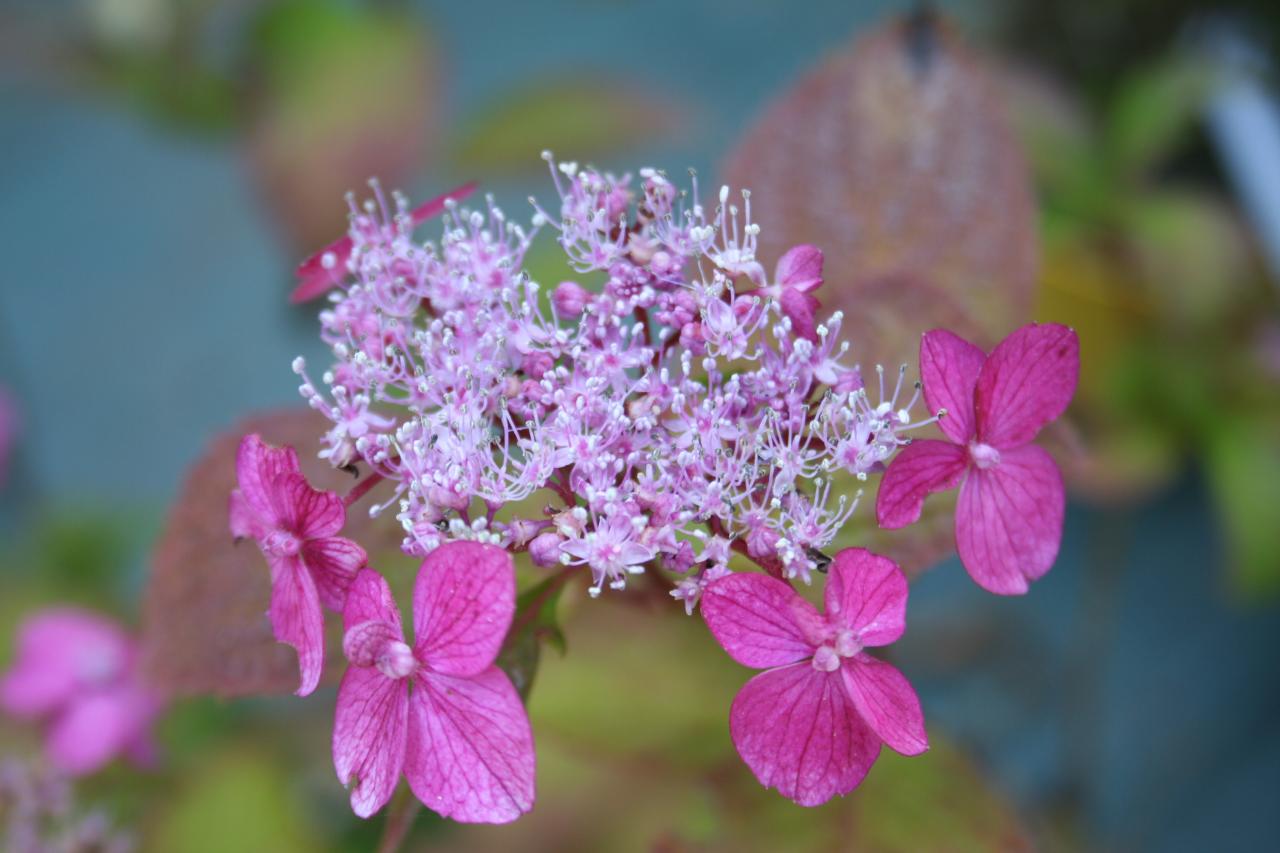 Hydrangea serrata 'Ao-yama'-5-