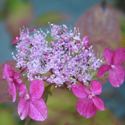 Hydrangea serrata 'Ao-yama'-5-