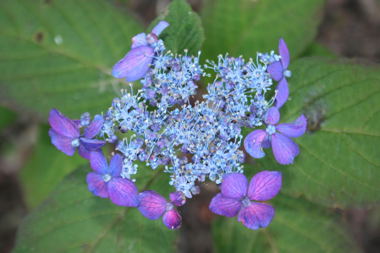 Hydrangea serrata 'Ao-yama'-6-