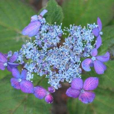 Hydrangea serrata 'Ao-yama'-6-