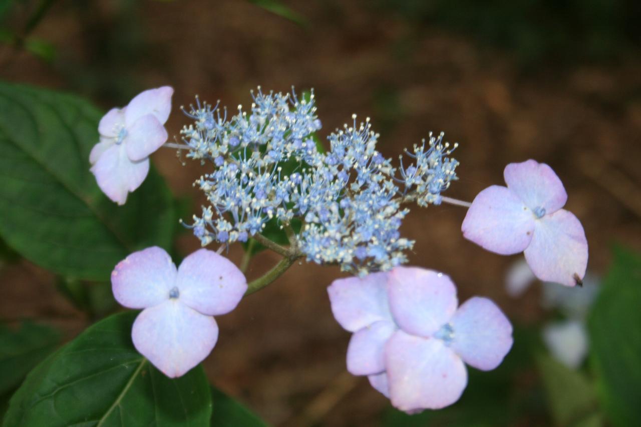 Hydrangea serrata AVEL ROZ 'Dolmyf'®-4-