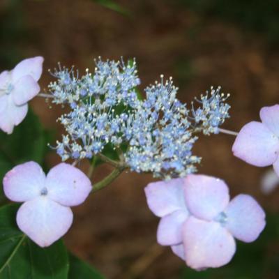 Hydrangea serrata AVEL ROZ 'Dolmyf'®-4-