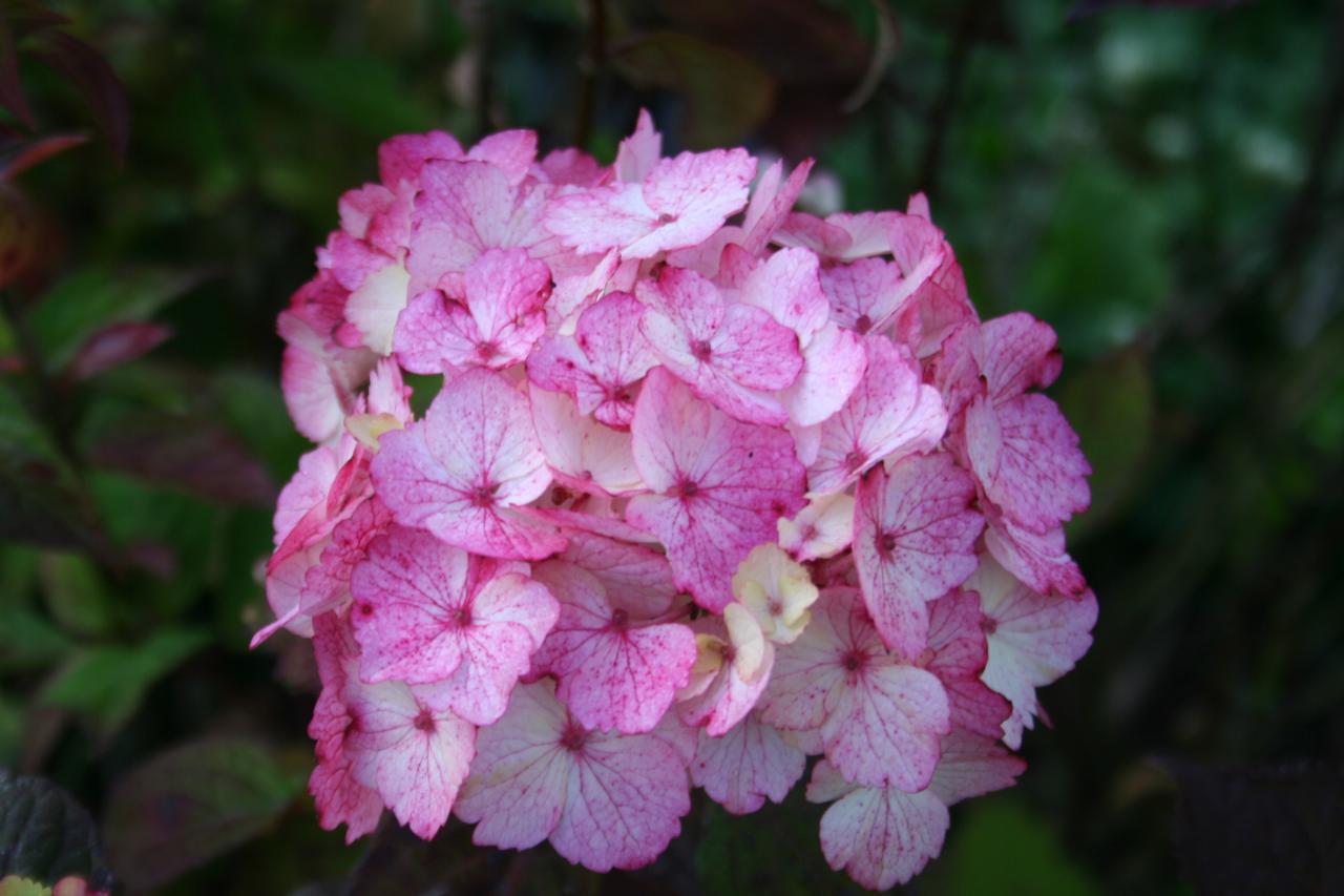 Hydrangea serrata 'Beni-gaku'-3-