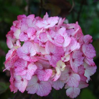 Hydrangea serrata 'Beni-gaku'-3-