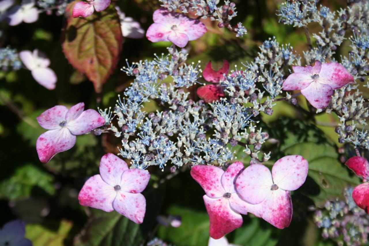 Hydrangea serrata 'Beni-gaku'-4-