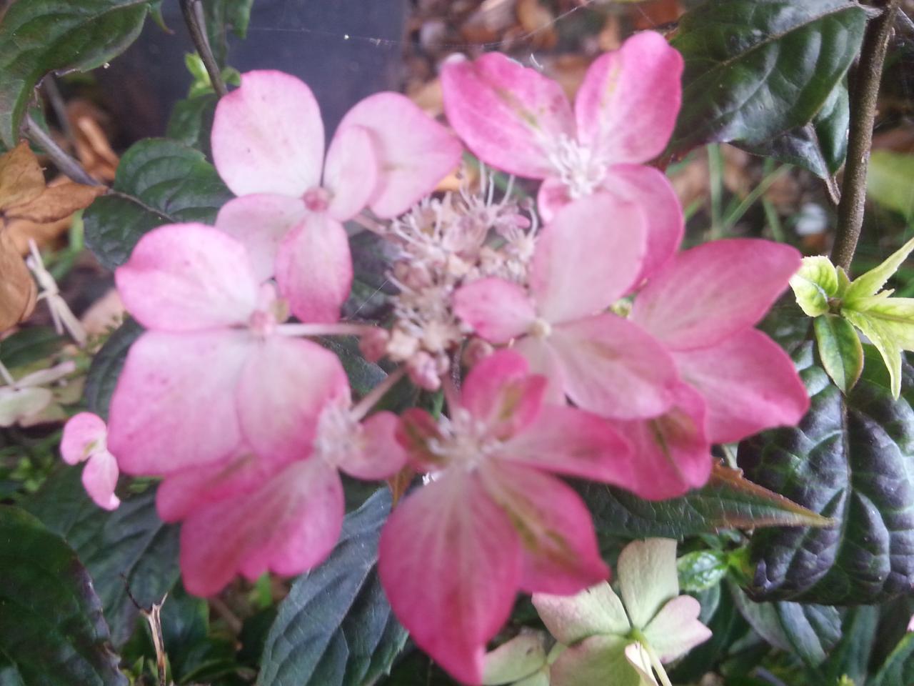 Hydrangea serrata 'Beni-tsurugi' (2)