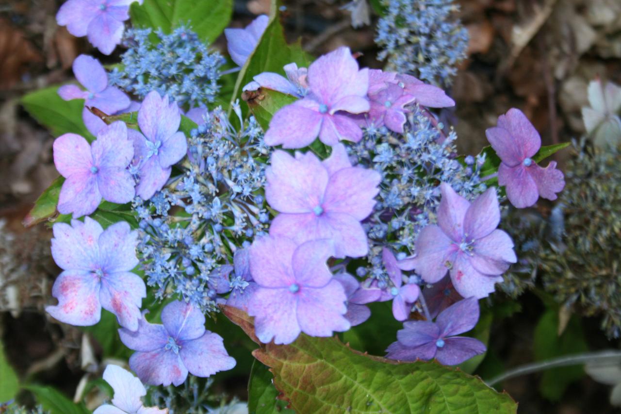 Hydrangea serrata 'Bleuet'