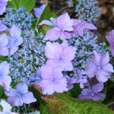 Hydrangea serrata 'Bleuet'