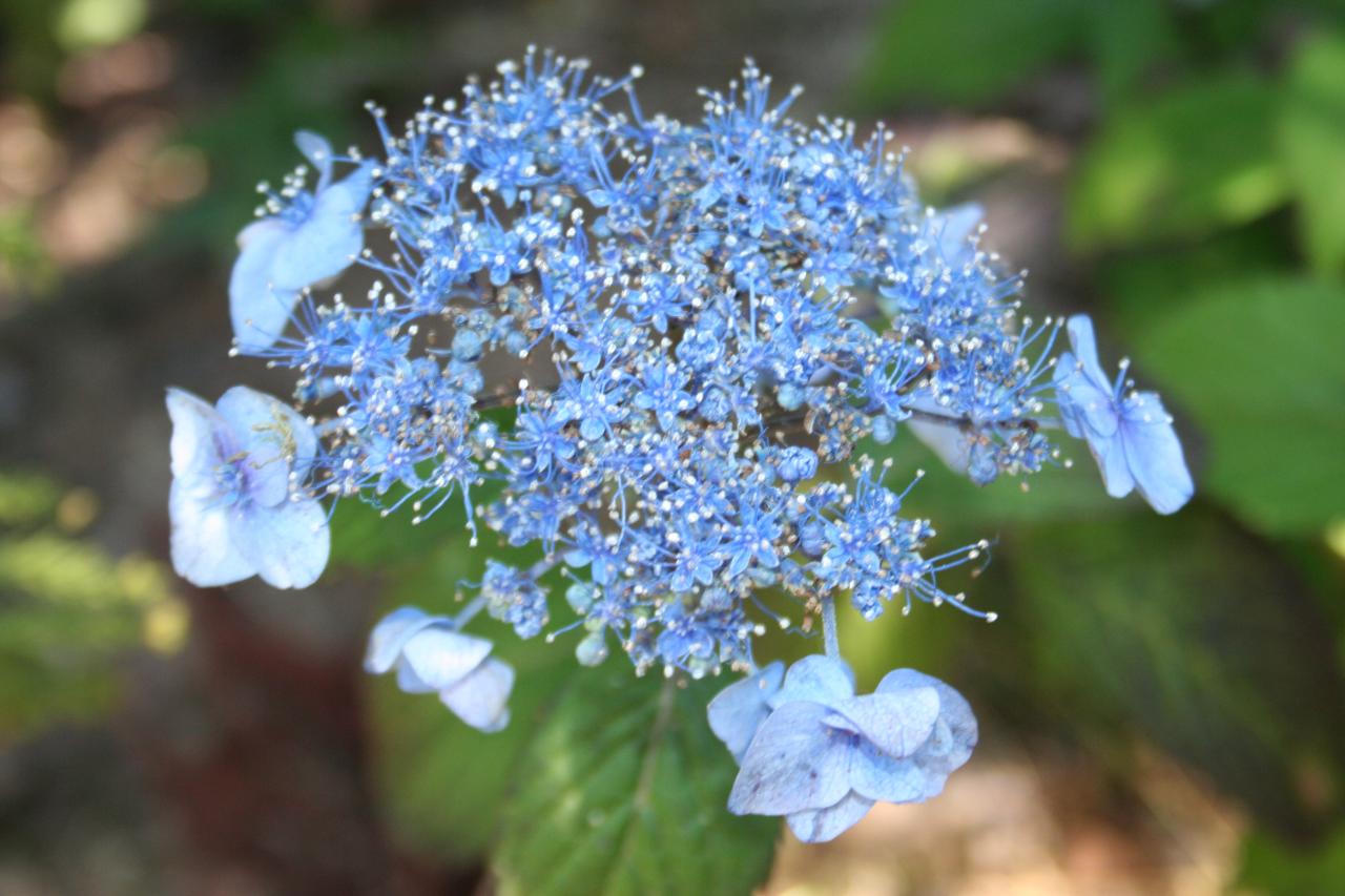 Hydrangea serrata 'Blue Billow'-4-