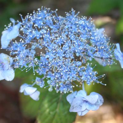 Hydrangea serrata 'Blue Billow'-4-