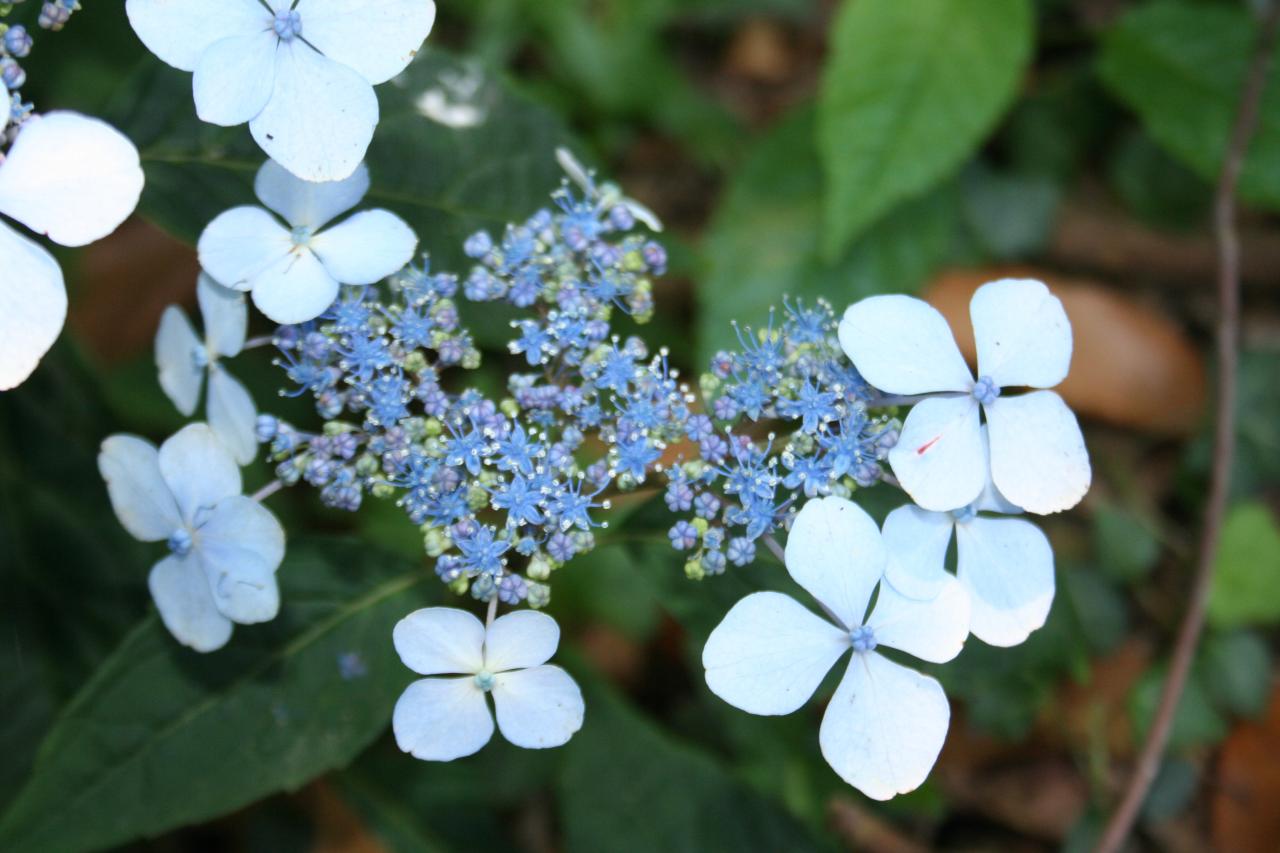 Hydrangea serrata 'Blue Bird'-3-