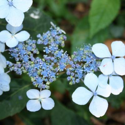 Hydrangea serrata 'Blue Bird'-3-