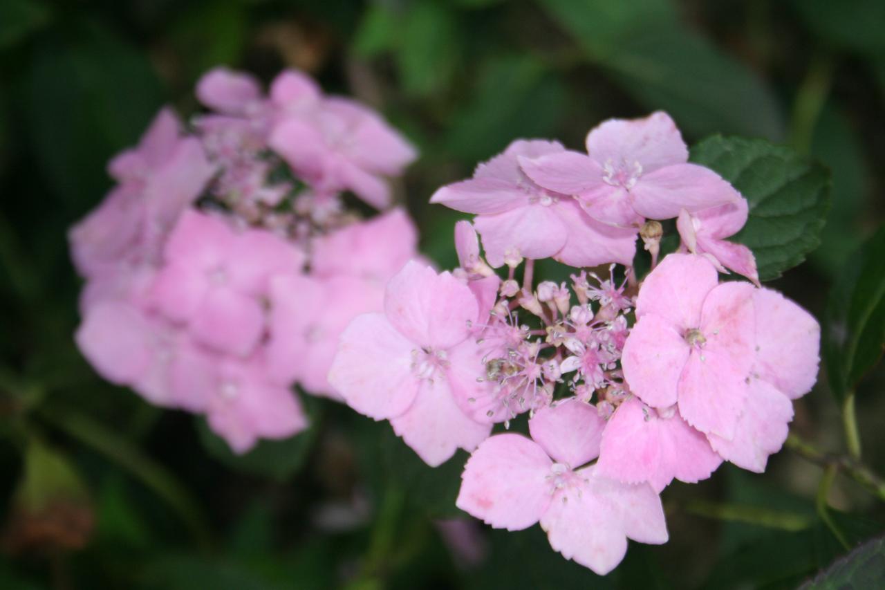 Hydrangea serrata 'Blue Deckle'-4-