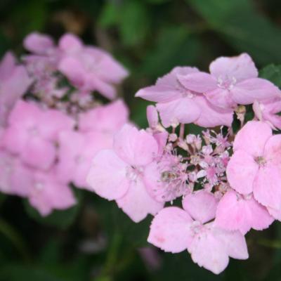 Hydrangea serrata 'Blue Deckle'-4-