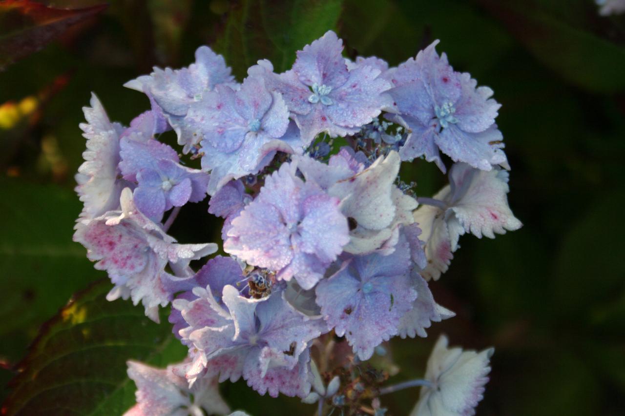 Hydrangea serrata 'Cap Sizun'-6-