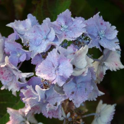 Hydrangea serrata 'Cap Sizun'-6-